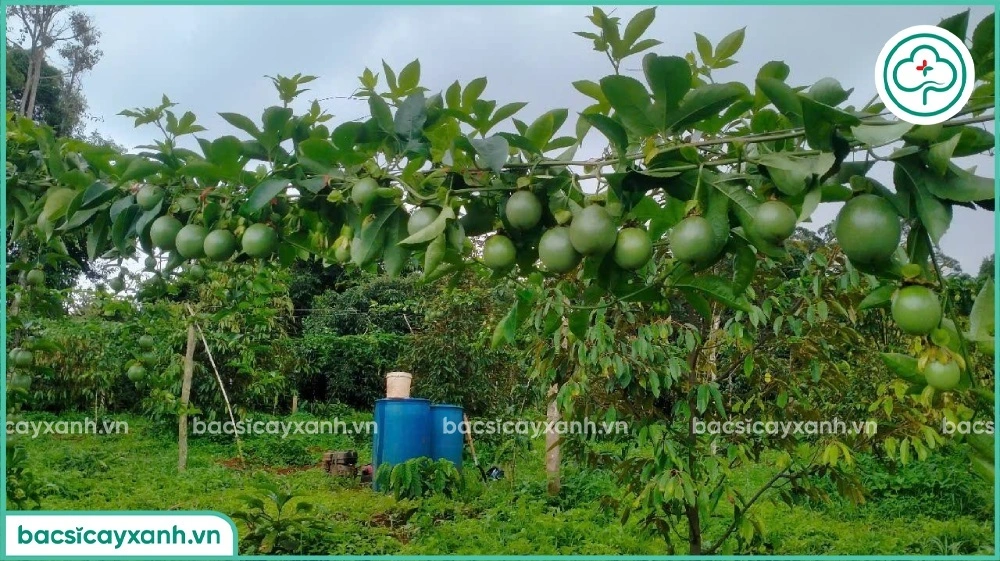 Dinh dưỡng cần thiết cho chanh dây